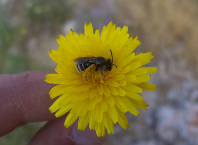 Halictus sp. (Apidae Halictinae)